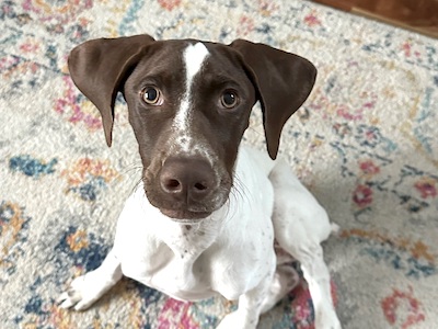 Poppy, an adorable mostly white female with a an offset white blaze on her face, looking extraordinarily cute.