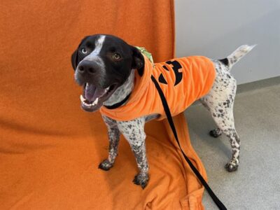 Deebo wearing a jack o'lantern jacket smiling at the camera