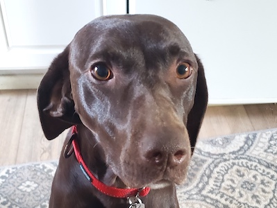 Cocobean, a mostly liver with white chest patch female, close up of face