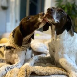 Gerry with his new GSP sibling.