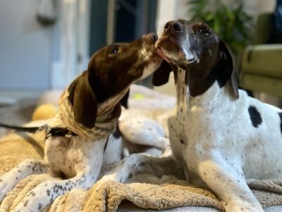 Gerry with his new GSP sibling.