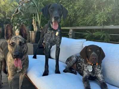 Nash with his new fur siblings.