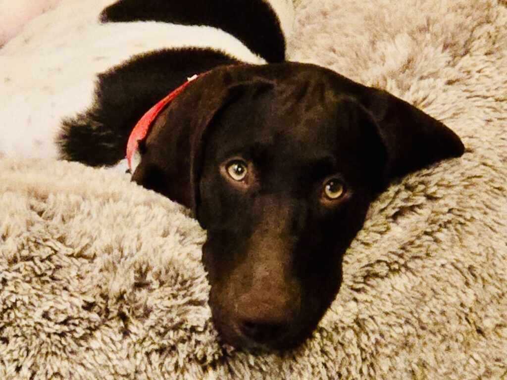 Wren lying on a grey dog bed facing the camera