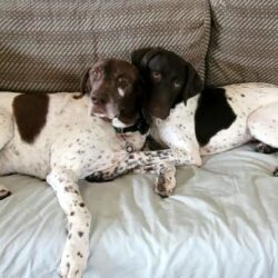 Stuart with his new Fur brother.