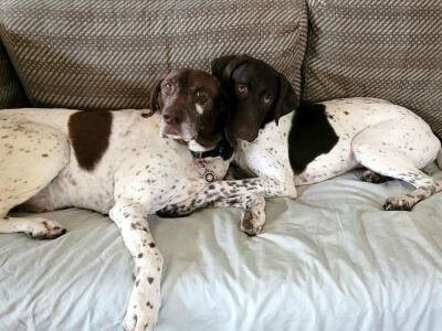 Stuart with his new Fur brother.