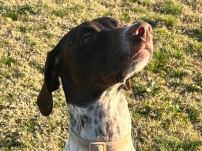 Dodger sitting in a backyard of grass looking intently in the air