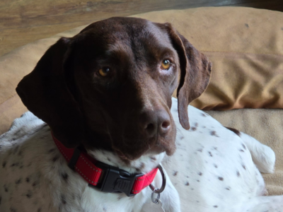 Daphne lying on a brown dog bed looking toward the camera