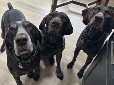 Emmett with his new fur brothers.