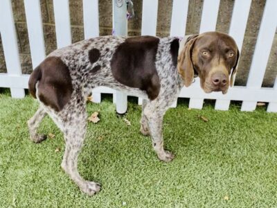 Cooper from the side looking at the camera standing on green turf in front of a white picket fence