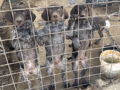 3 liver GSP puppies inside a pen standing on their hind legs with their paws on the crate looking at the cameral