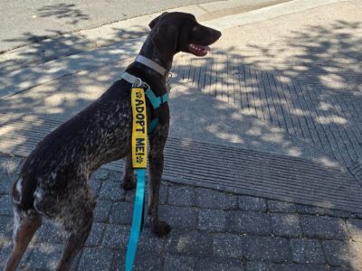 Kai with Adopt Me leash sleeve