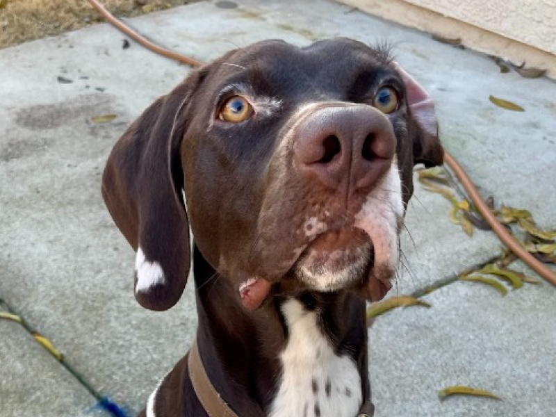 Mack up close sitting looking intently at the camea