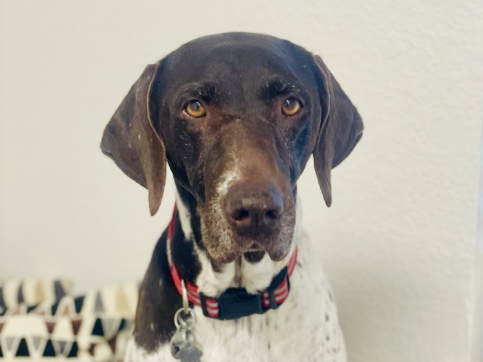 Close up of Maddie looking right into the camera