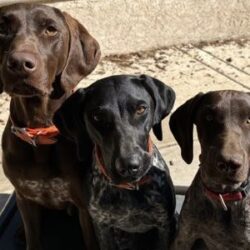 Brax with his new fur siblings.