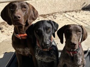 Brax with his new fur siblings.