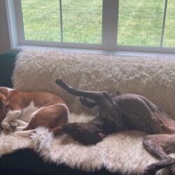 Liam with his new Bassett Hound fur brother.