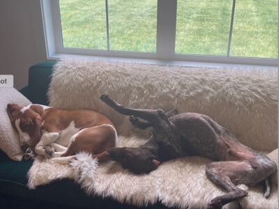Liam with his new Bassett Hound fur brother.