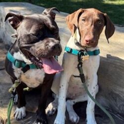 Churro with his new fur brother.