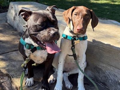 Churro with his new fur brother.