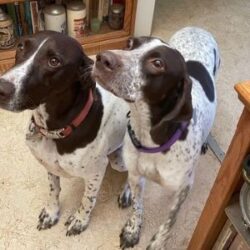 Koa with her new GSP sister, Daisy.