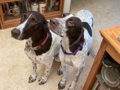 Koa with her new GSP sister, Daisy.