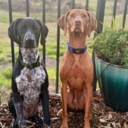 Wilbur next to his new Vizsla brother.