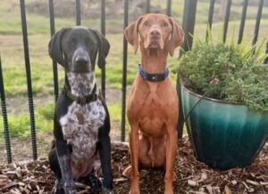 Wilbur next to his new Vizsla brother.