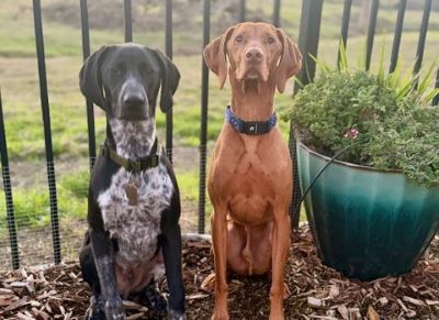 Wilbur next to his new Vizsla brother.