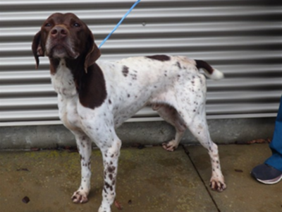 Sunny, a liver and white GSP looking proudly at the camera from the sie