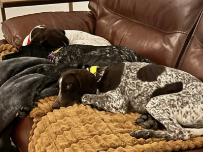 Reba with her two new GSP siblings