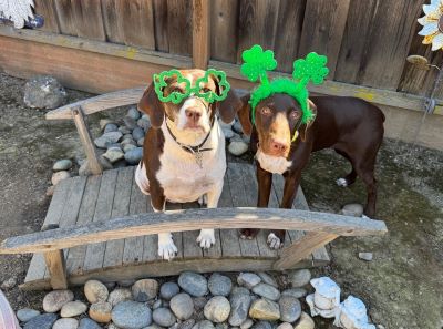 Sandy Claws with her new fur sister.