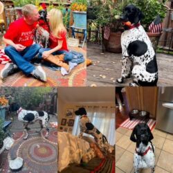 Ringo with his new family.