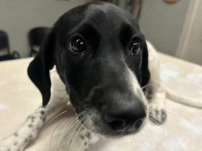 Black and White GSP puppy lying down looking toward the camera closeup
