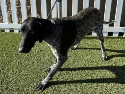 Shelter dog on a leash tied to a white fence on green turf