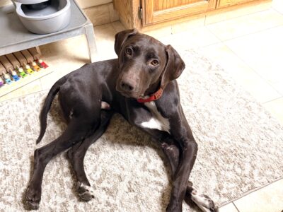 Bogey, a 1 yo male GSP, solid liver with white chest and toes, curled on the floor looking up at the camera