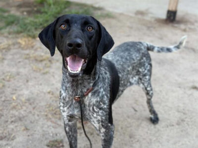 Chase, Black and White GSP avaiable for Adoption