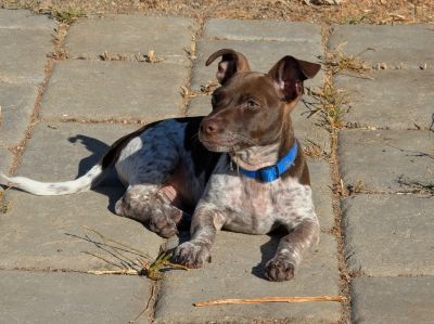 Super cute Doppler