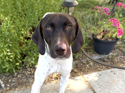 Pica, an adorabe female GSP, white with liver ticking, patches and head, standing on a path near flowers, looking at the camera