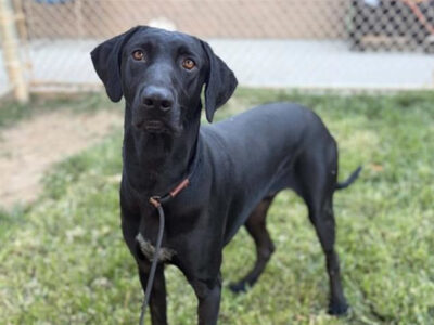 Trapper Black GSP available for adoption