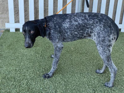 Audrey, Stanislaus Animal Services Agency