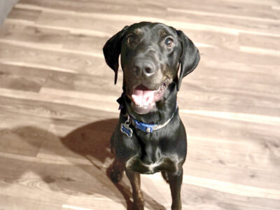 Oliver 2 year old GSP