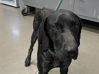 Animal information A039893 Located At: Fresno Animal Center Description: I am a male, black and white Pointer mix. Age: The shelter staff think I am about 3 years old. More Info: I have been at the shelter since Sep 16, 2026. Shelter information Location: Fresno Animal Center Website: fresnoanimalcenter.com Phone Number: 559-621-7387 Address: 5277 E Animal Center Fresno, CA 93727