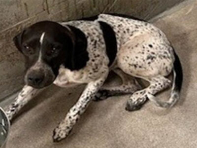 Super friendly female black and white pointer mix.