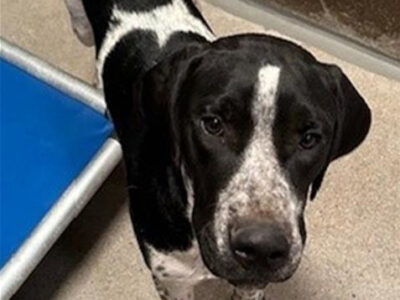 I am a super friendly male , white and black German Shorthaired Pointer mix.