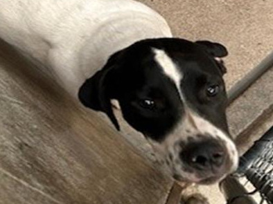 I am a super friendly male , white and black German Shorthaired Pointer mix.