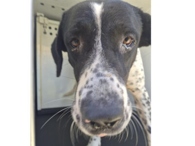 Animal information A171405 Located At: Bakersfield Animal Care Center Description: I am a male, black and white Pointer mix. Age: The shelter staff think I am about 3 years old. More Info: I have been at the shelter since Sep 09, 2026.