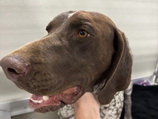 61715568 Decoy a brown and white German Shorthair Pointer available for adoption in Fresno