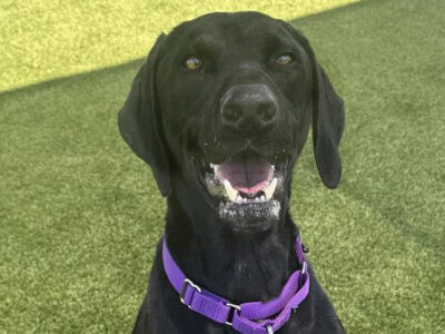 Animal information A1050642 Located At: Martinez Description: My name is Pilot and I am described as a neutered male, black Labrador Retriever and German Shorthaired Pointer. You will find me in Kennel # ADPT02. Age: The shelter thinks I am about 4 years old. Weight: 64.20 lbs. Bio: I have been at the shelter since Jul 22, 2026.