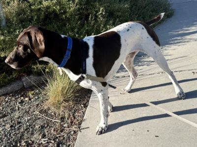 Alvin, male brown spotted GSP