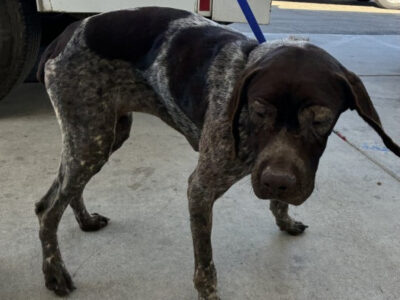 A1259301 Located At: In a Foster Home Description: Shelter staff named me Ivy. I am a female, brown and white German Shorthaired Pointer. Age: The shelter staff think I am about 4 years old. More Info: I have been at the shelter since Oct 01, 2026. I am in a foster home. Please call 661-868-7130 or email dogfoster@kerncounty.com if you'd like to meet me!